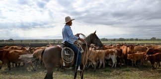 Trump’s Argentina beef import plan will harm U.S. ranchers, industry warns