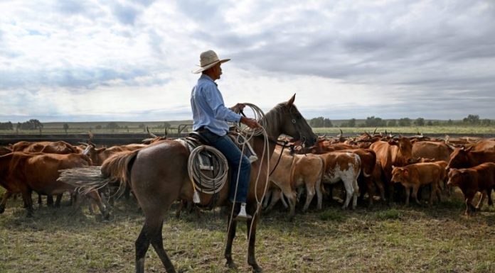 Trump’s Argentina beef import plan will harm U.S. ranchers, industry warns